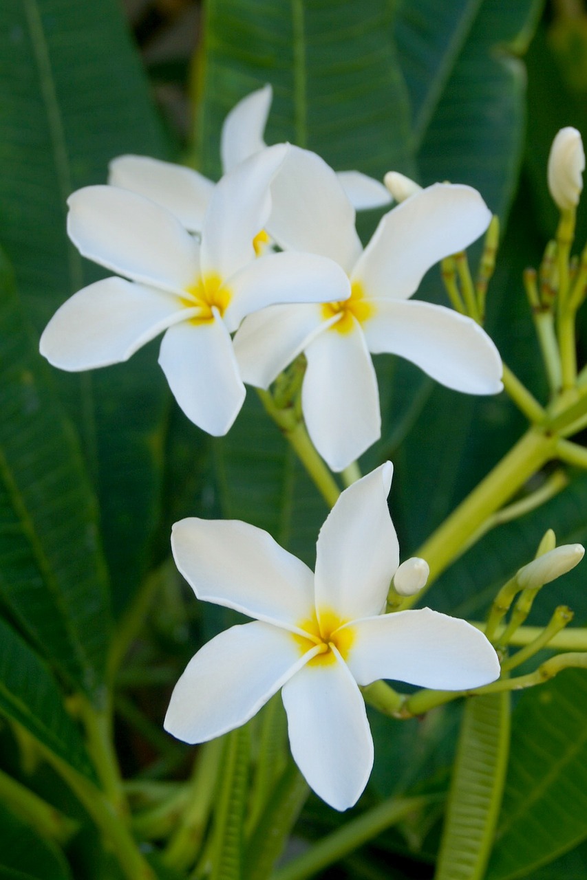 flower frangipani exotic free photo