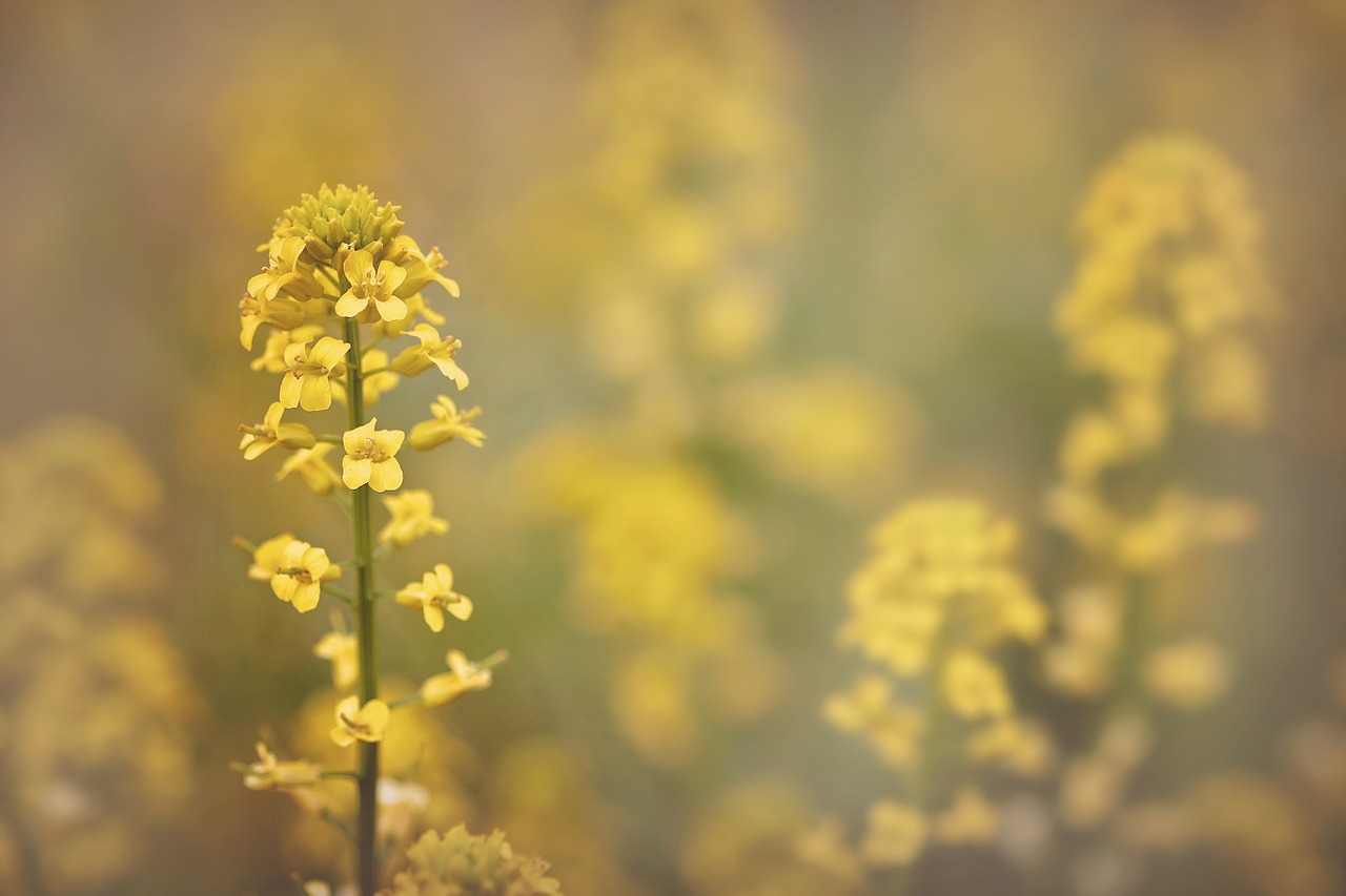 flower spring yellow free photo