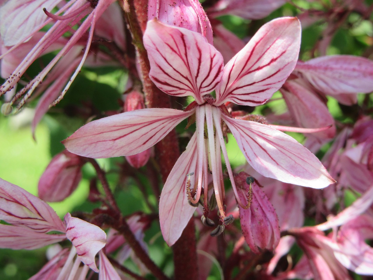 flower pink pink flowers free photo