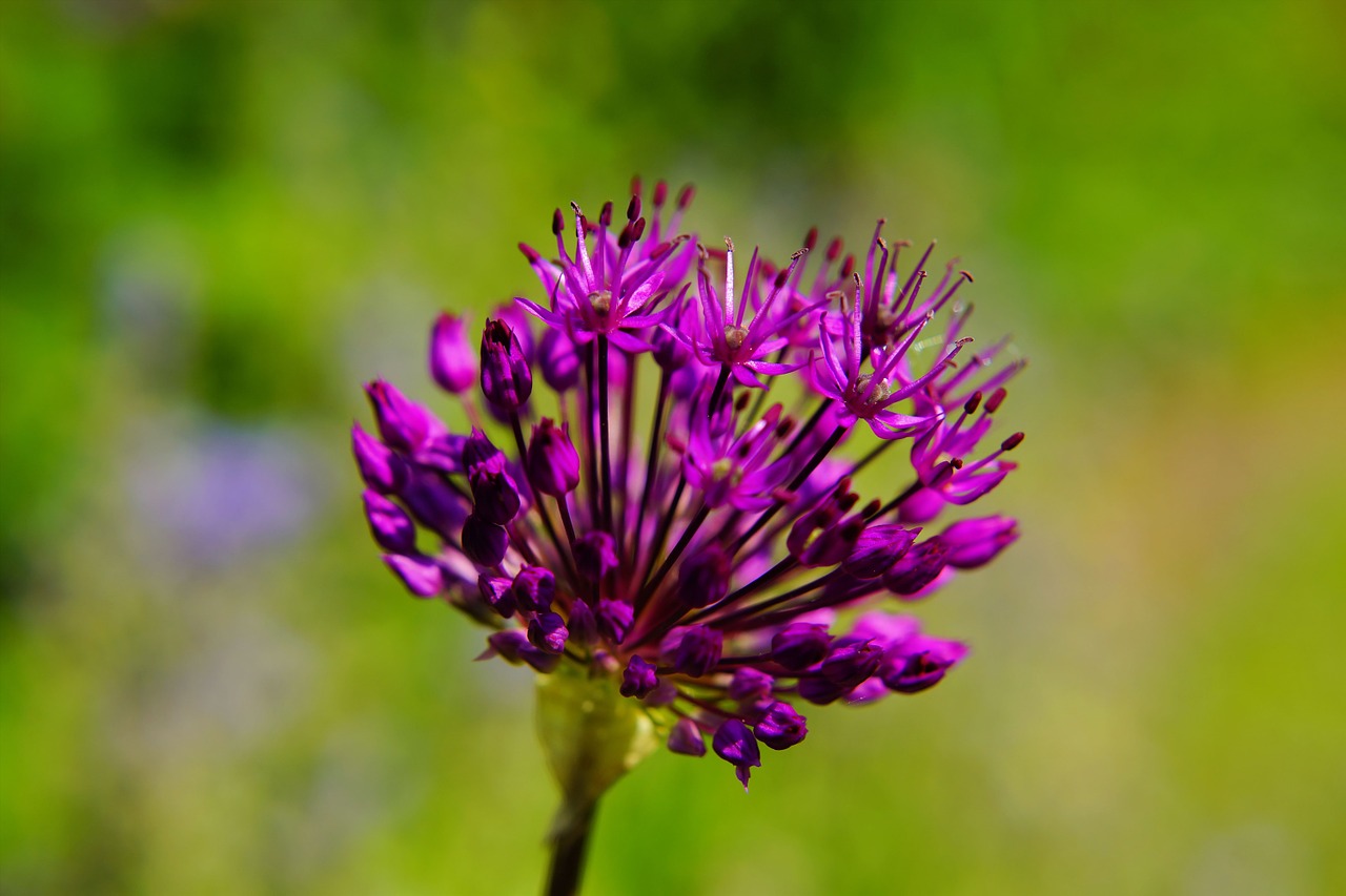 flower blossom bloom free photo