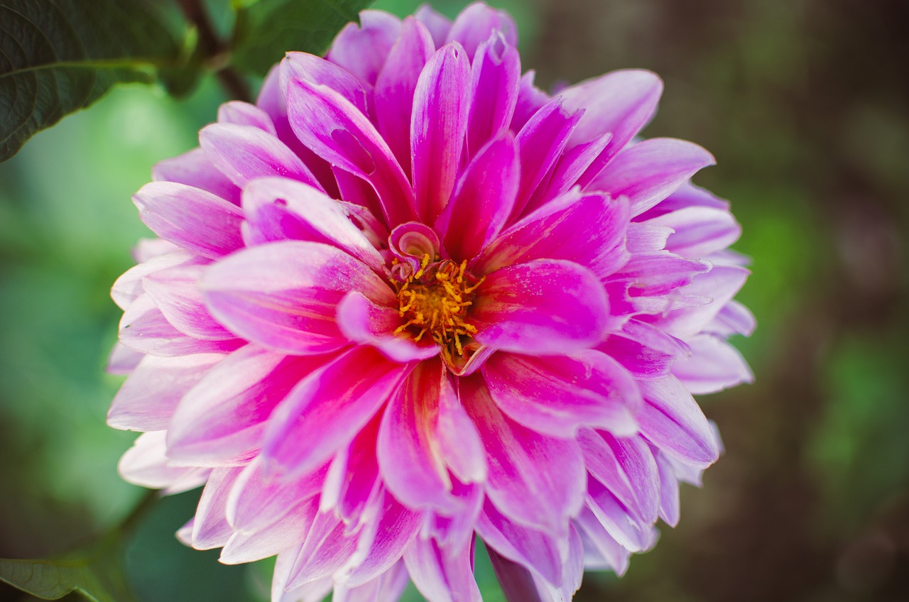 flower pink blossom free photo