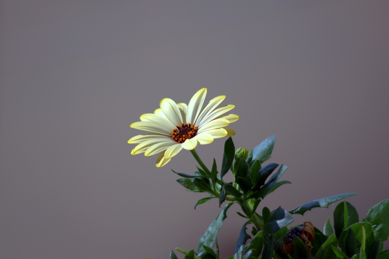 flower the petals aster free photo