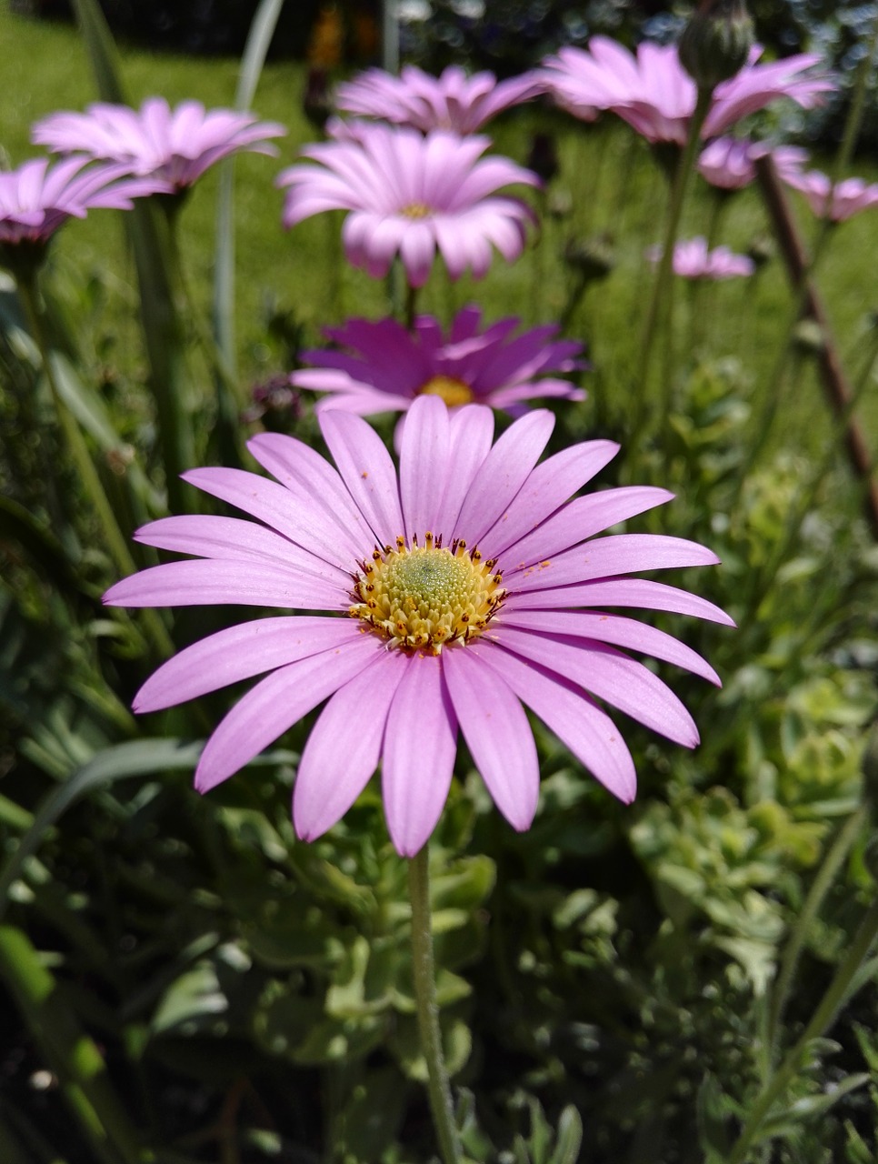 flower plant summer free photo