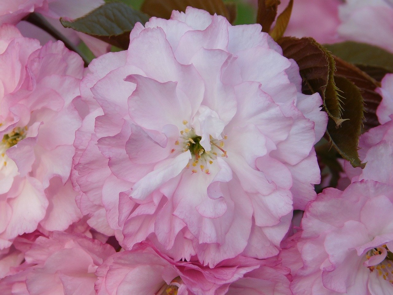 flower pink petals free photo