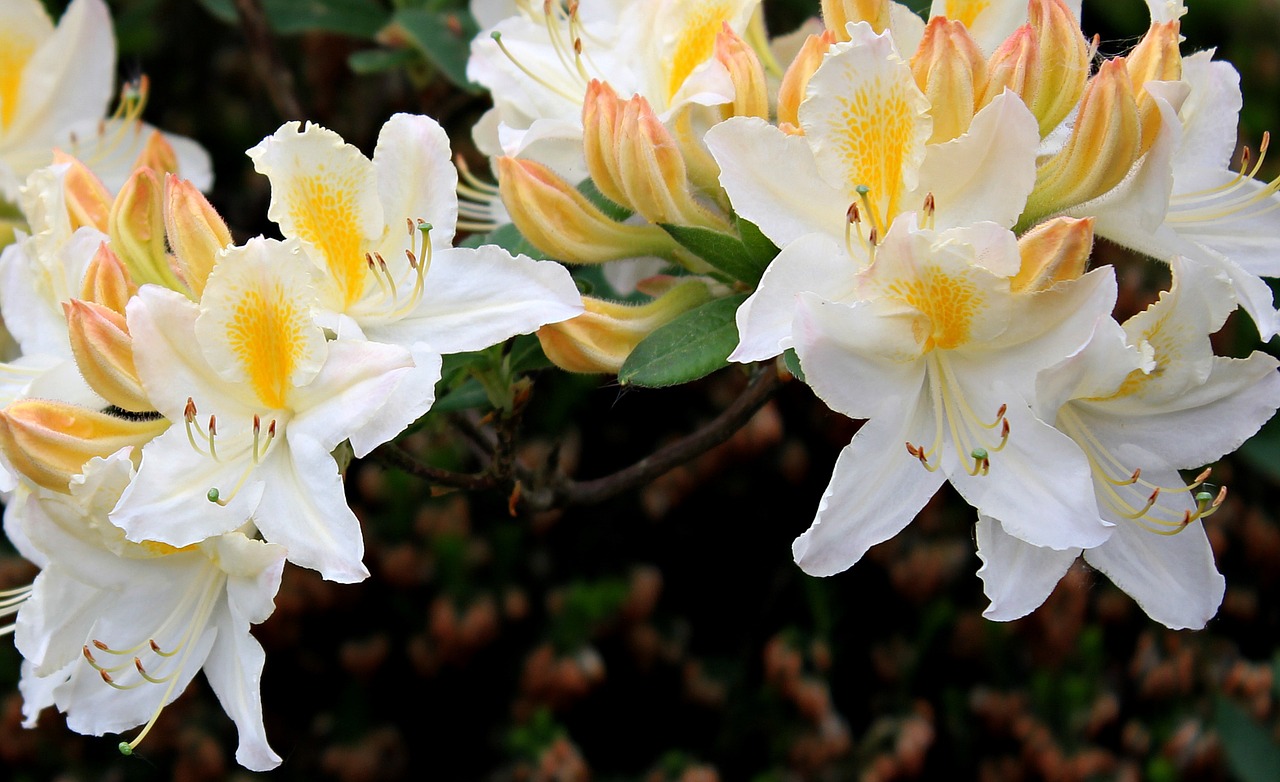 rhododendron flower blossom free photo