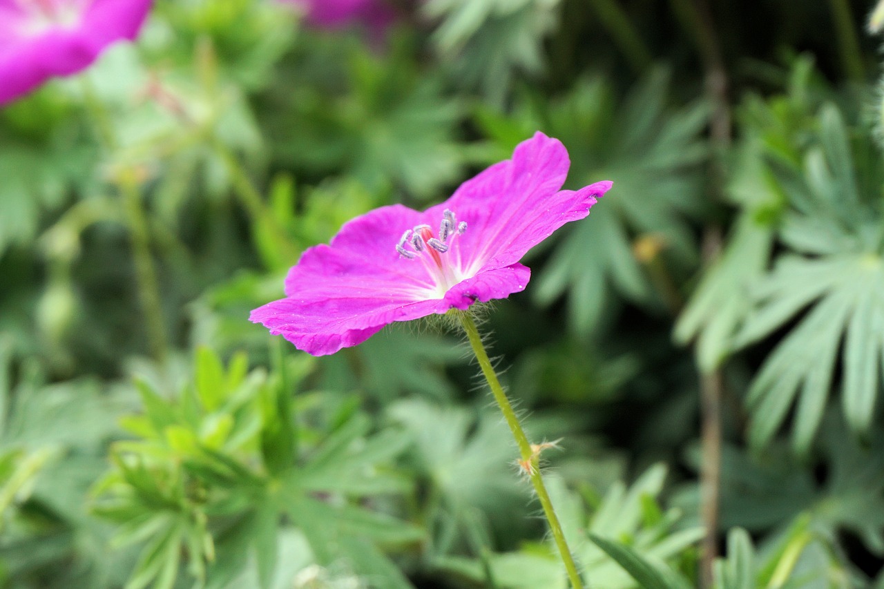 flower blossom bloom free photo