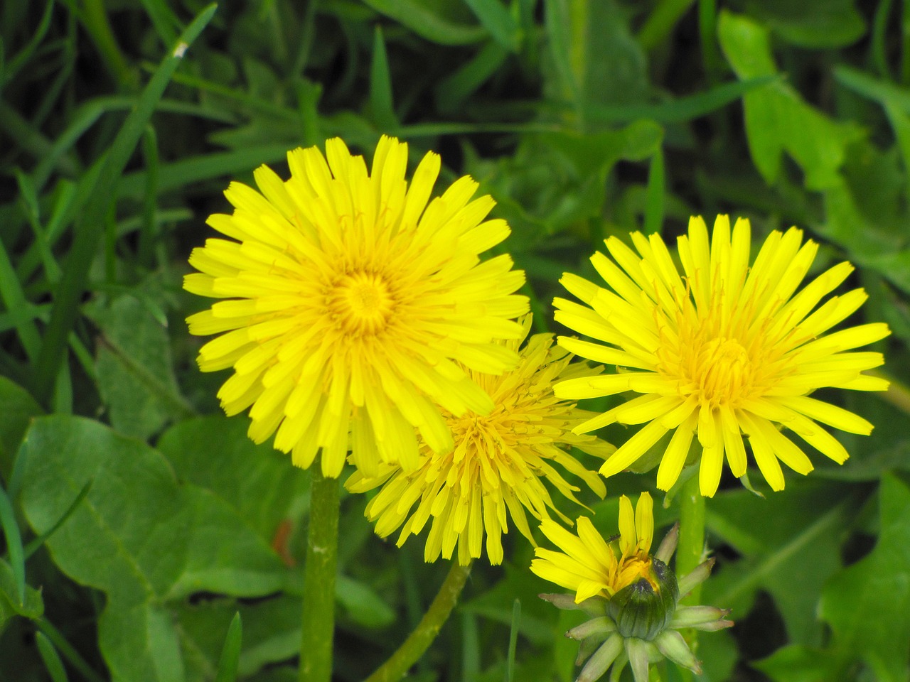 flower yellow flower dandelion free photo