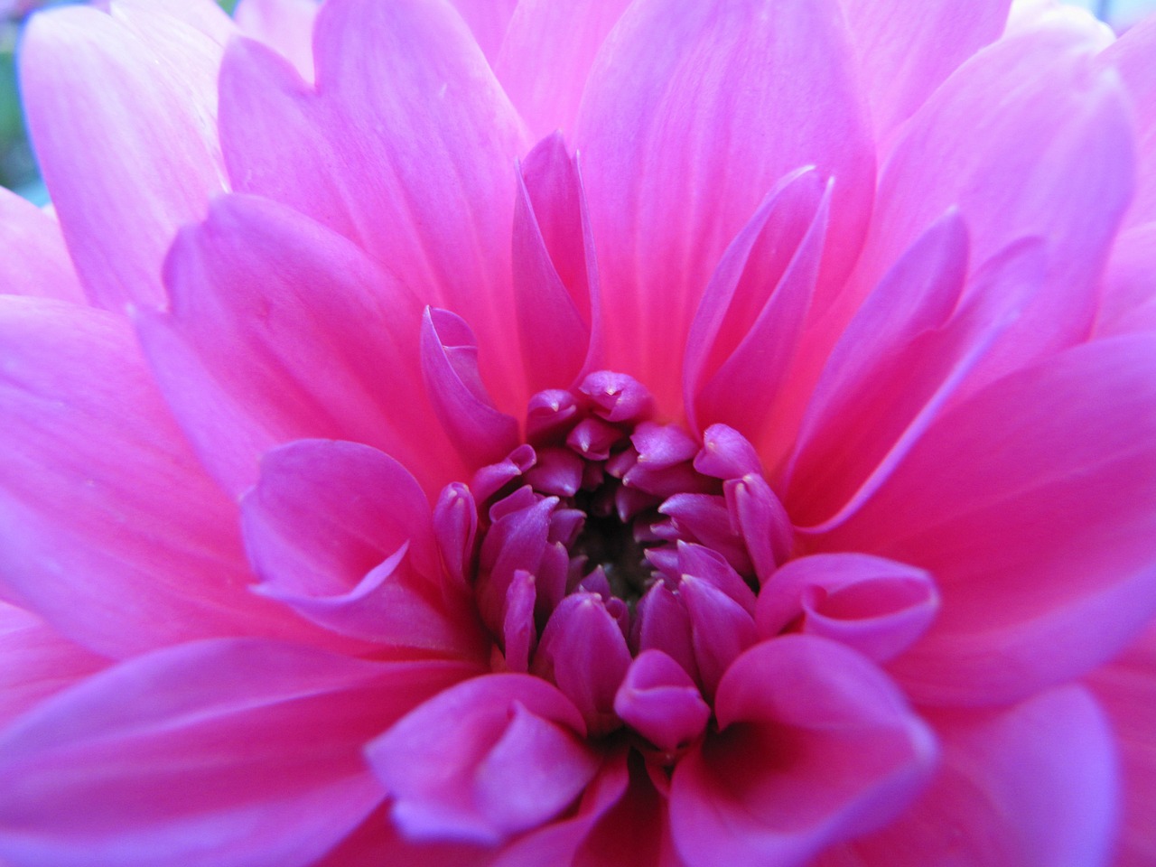 flower dahlia pink free photo