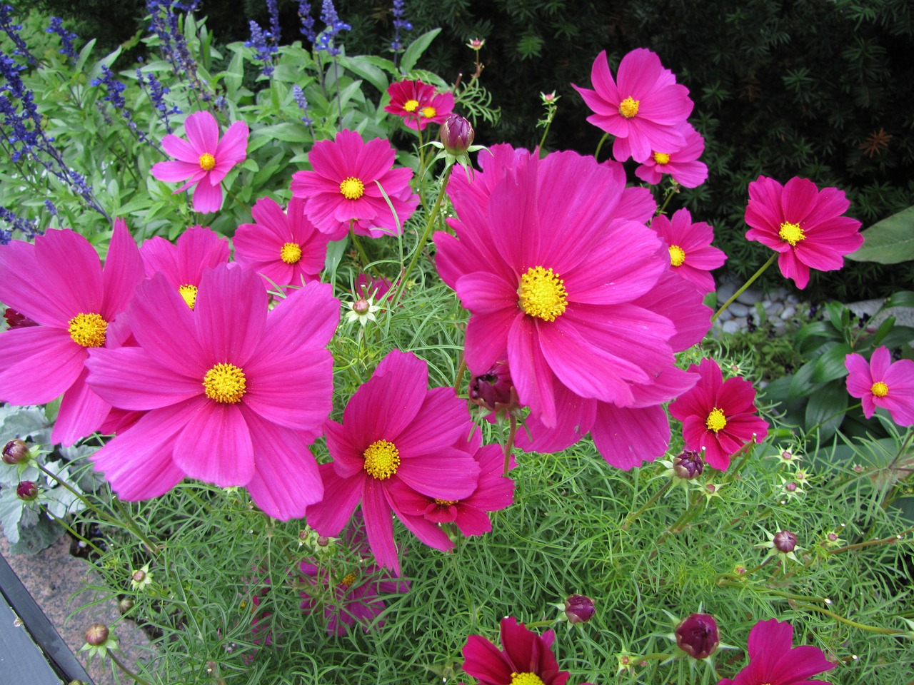 flower cosmos flower pink free photo