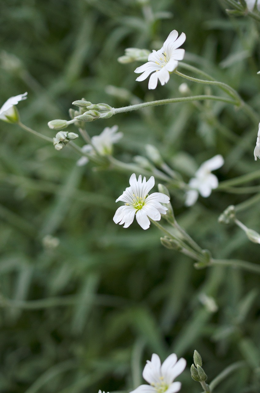 flower white garden free photo