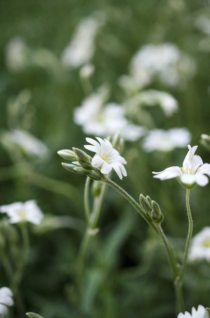 flower white garden free photo