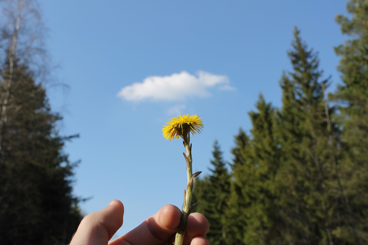 flower cloud himmel free photo