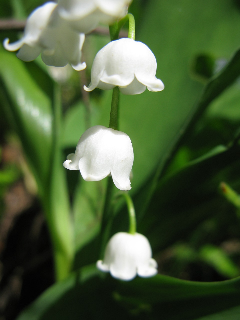 flower lily of the valley nature free photo