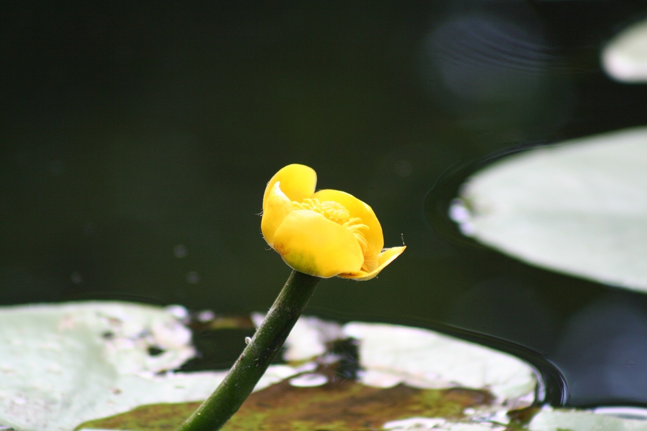 blossom bloom yellow free photo