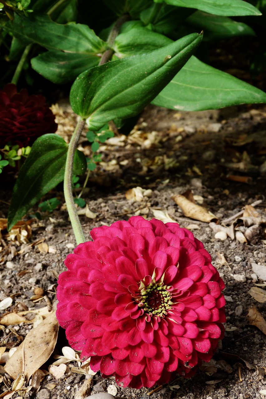 flower petal garden free photo