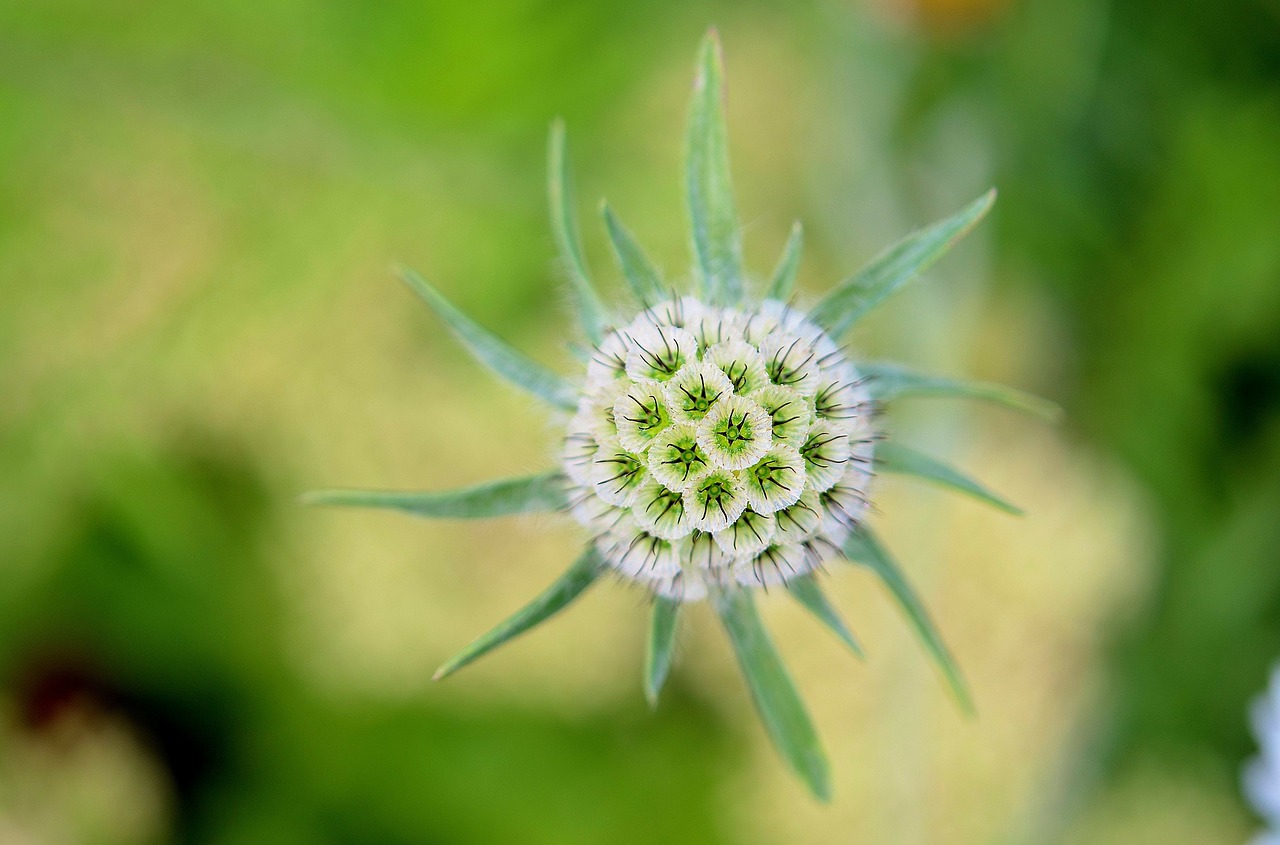 flower green green leaves free photo