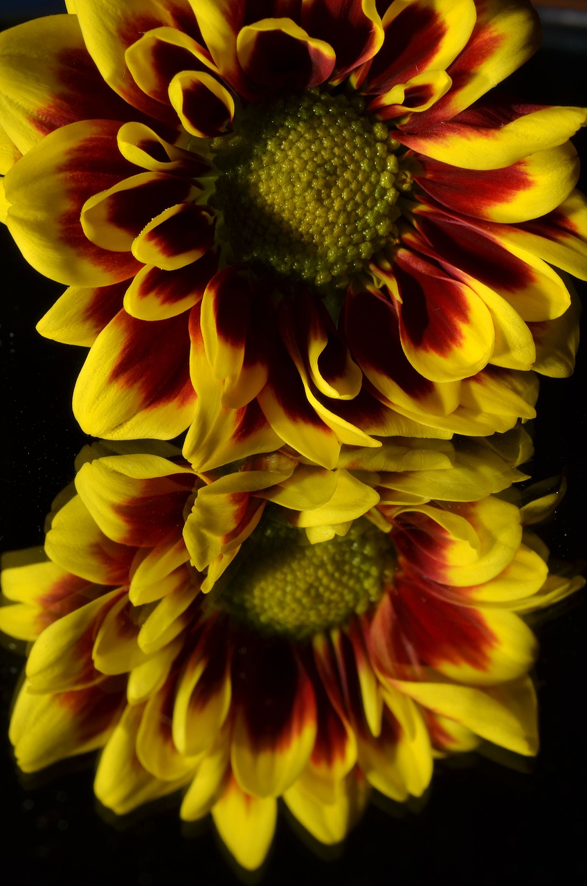 flower yellow mirror free photo