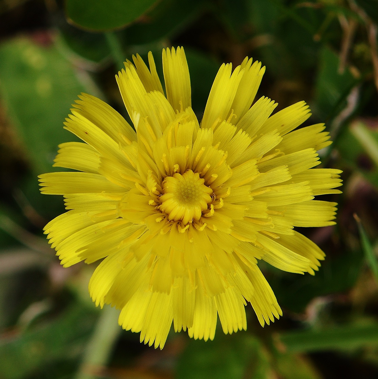 flower yellow plant free photo