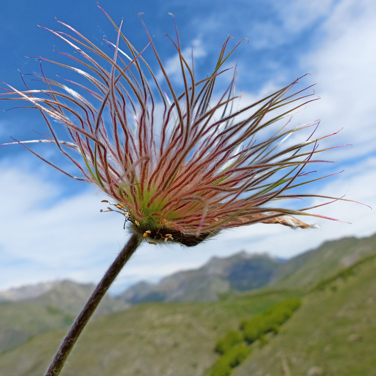 flower flora nature free photo