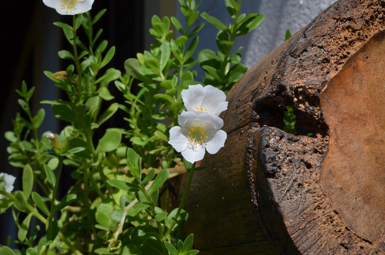 flower hanging garden ornamental free photo