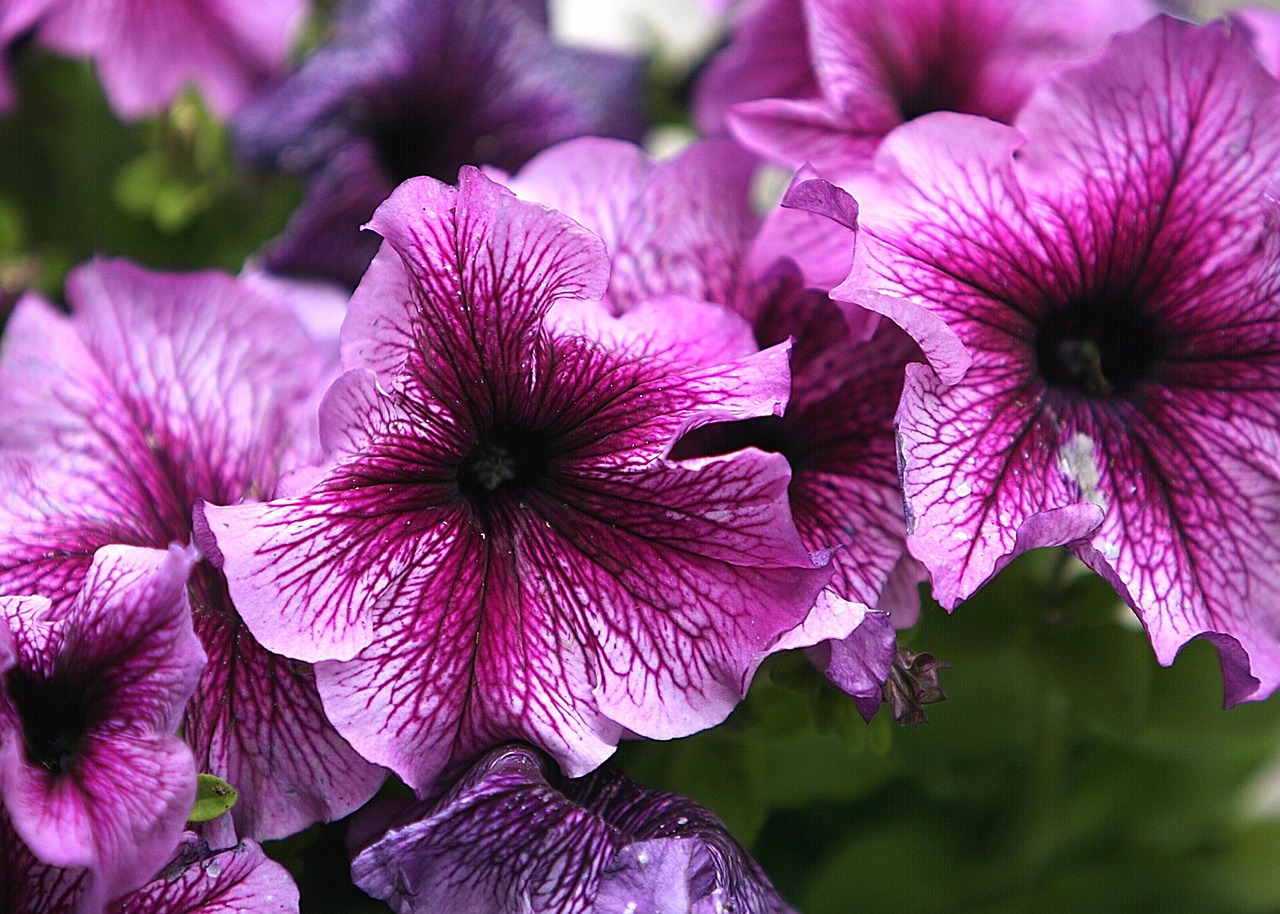 flower petunia blossom free photo