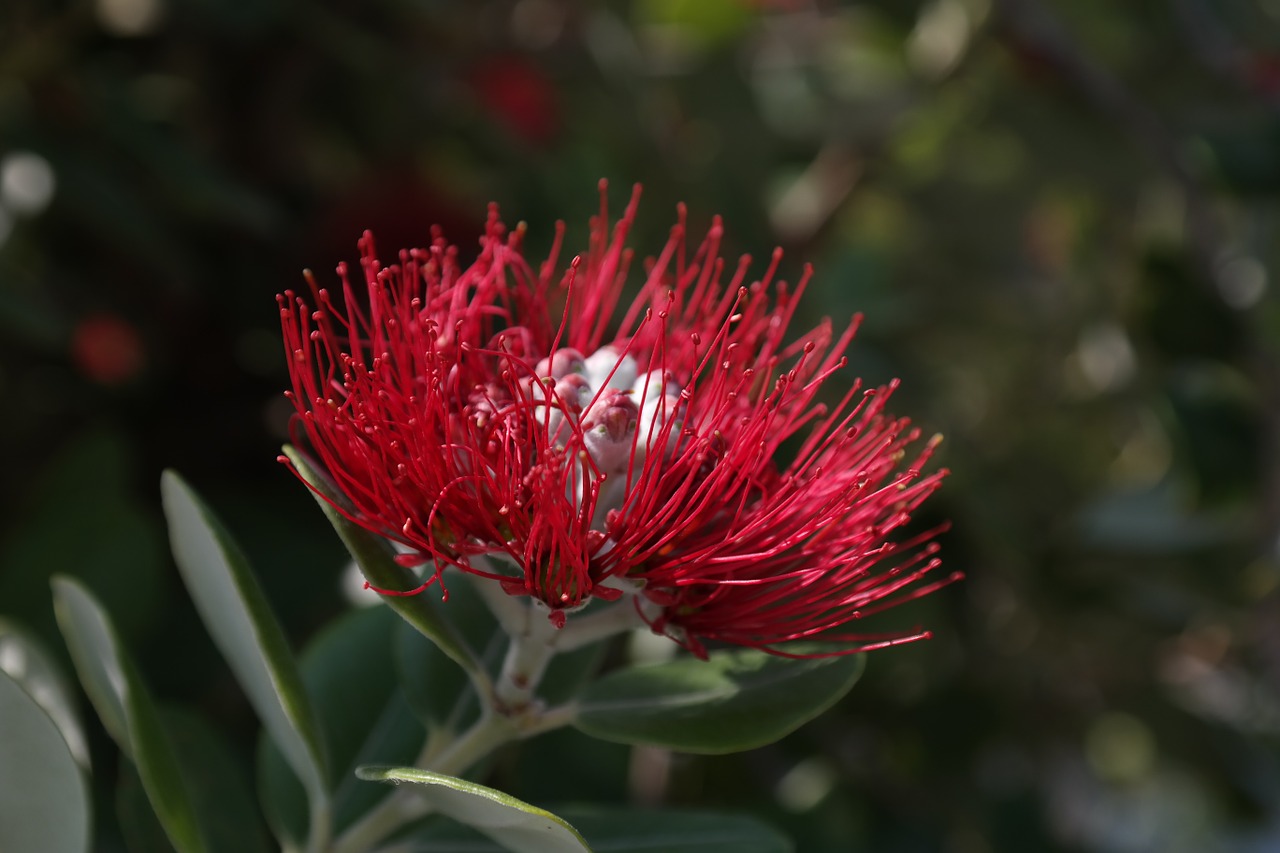 Blossom,bloom,red,flowers,ironwood tree - free image from needpix.com