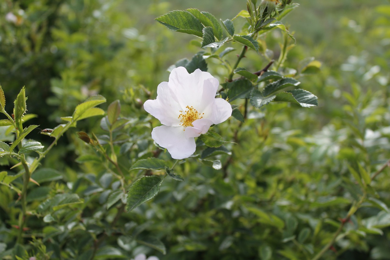 flower doga white free photo