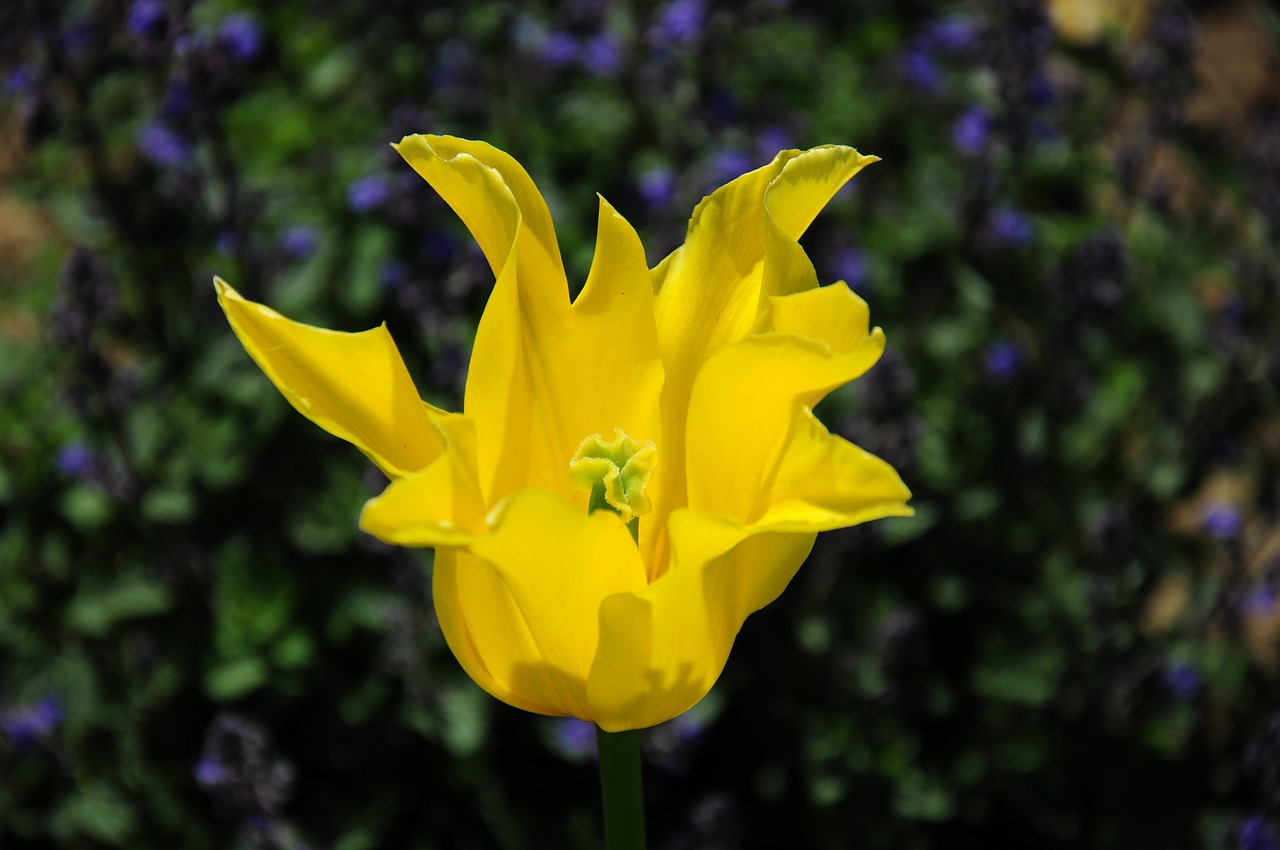 flower plant yellow free photo