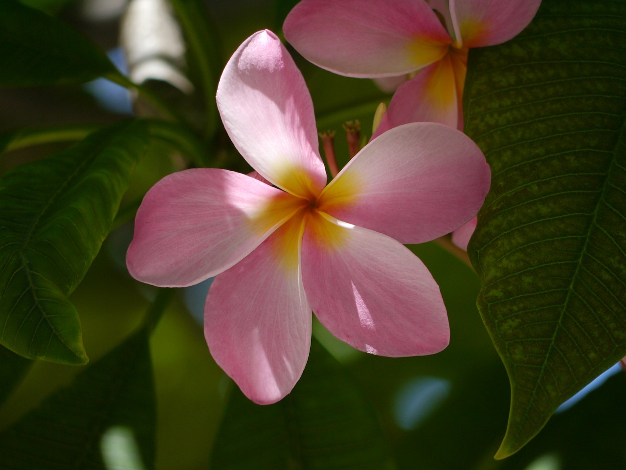 flower florida nature free photo