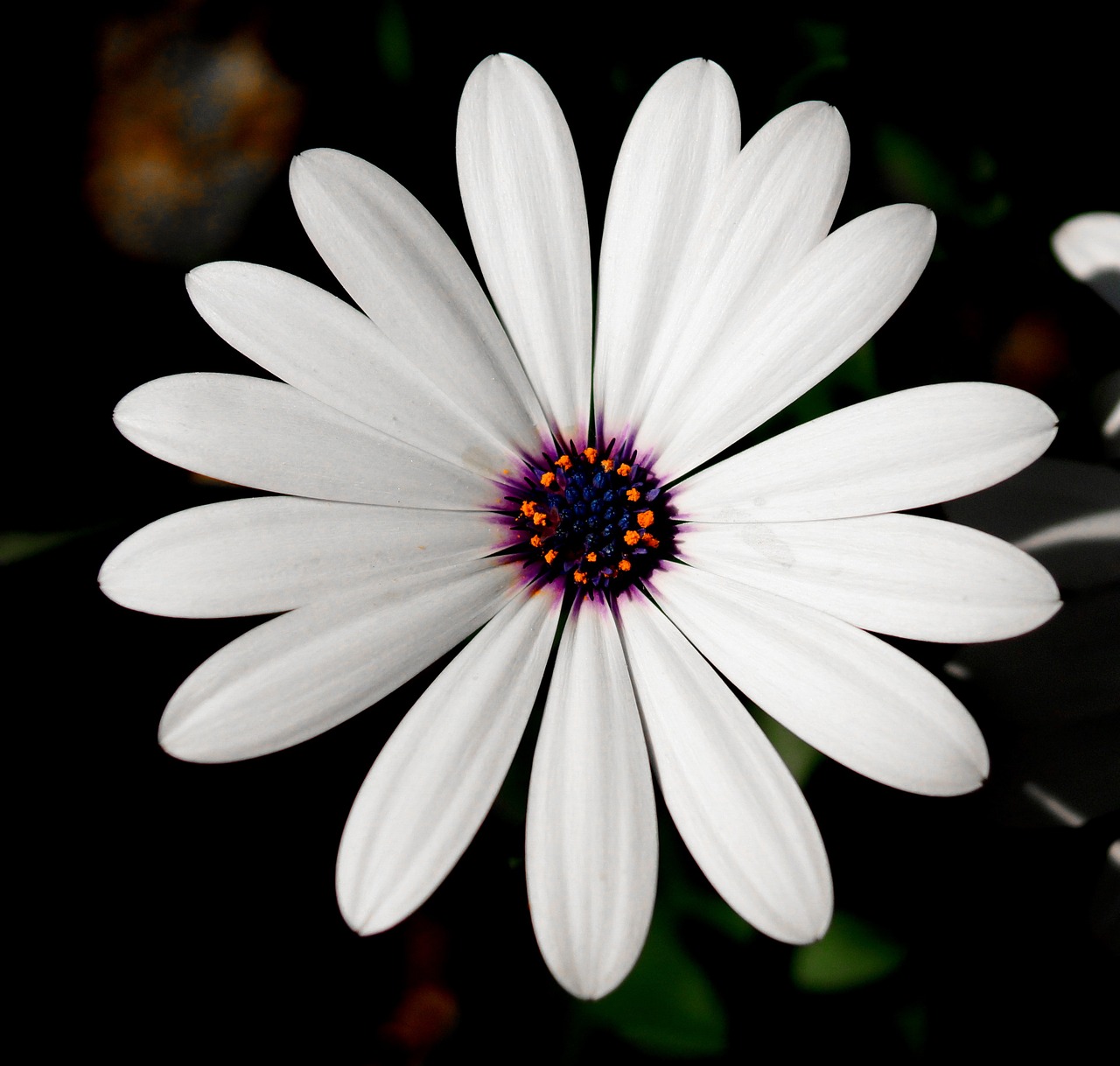 flower white white flower free photo