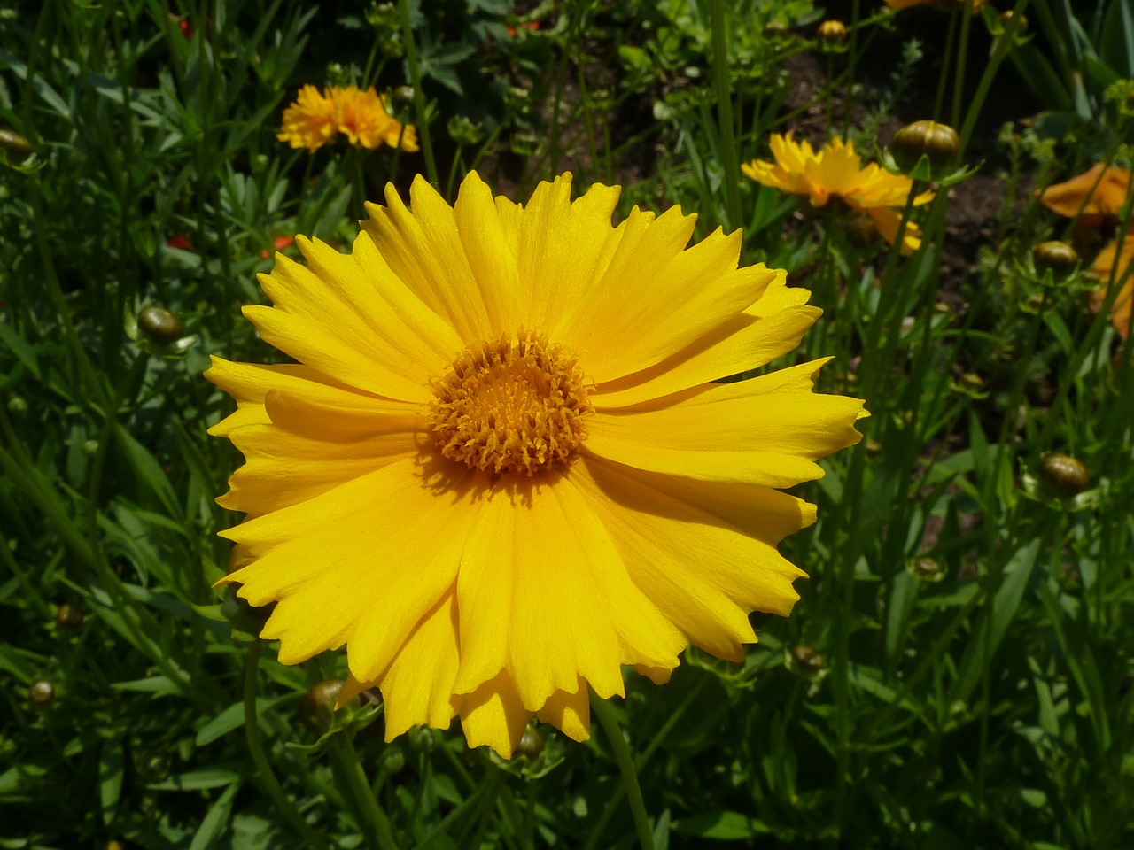 flower yellow yellow flower free photo