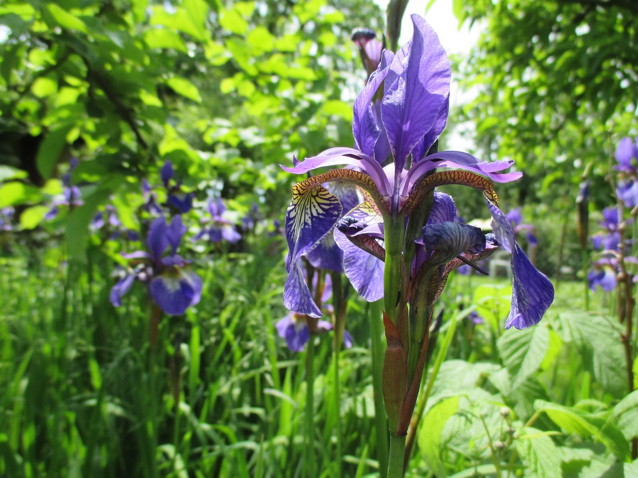 flower iris violet free photo