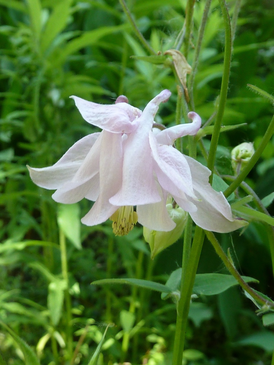 flower white flower wildflower free photo