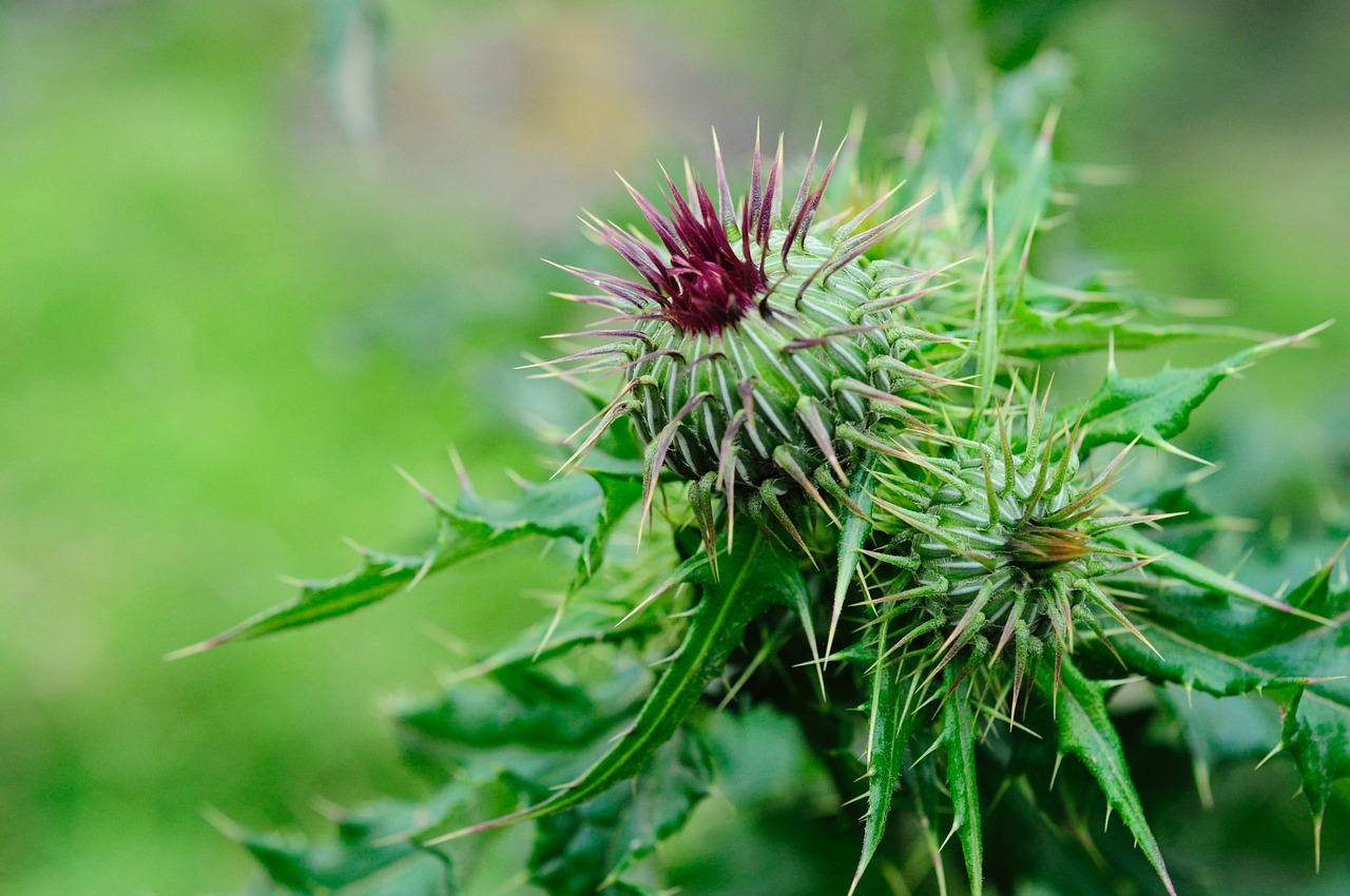 flower prickly green free photo