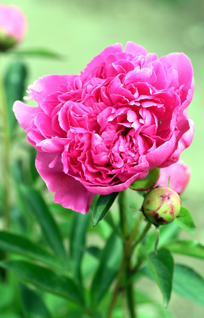 flower peony garden free photo