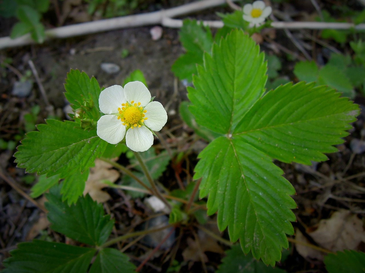 flower strawberry strawberry flower free photo