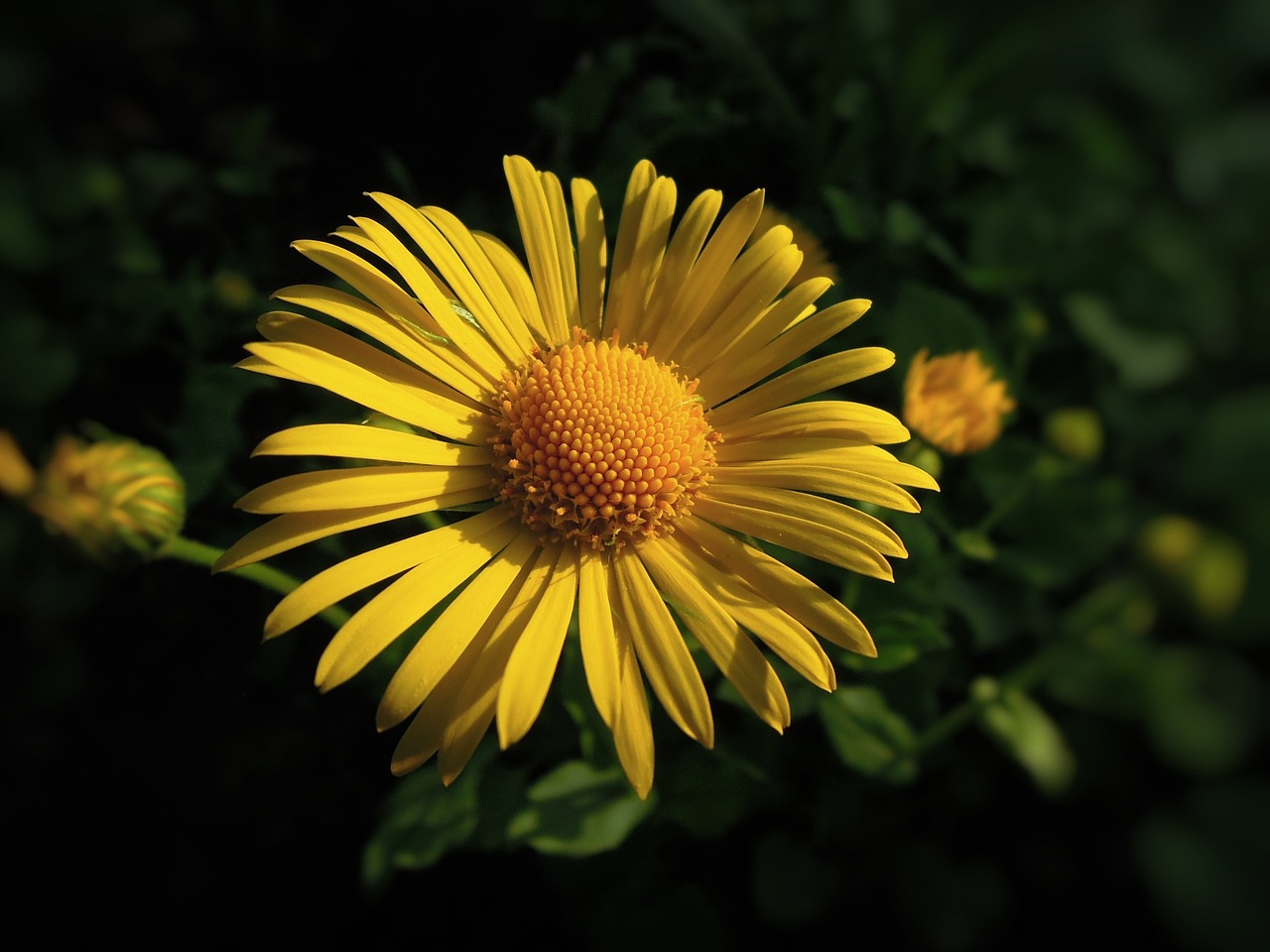 flower summer flower yellow flower free photo