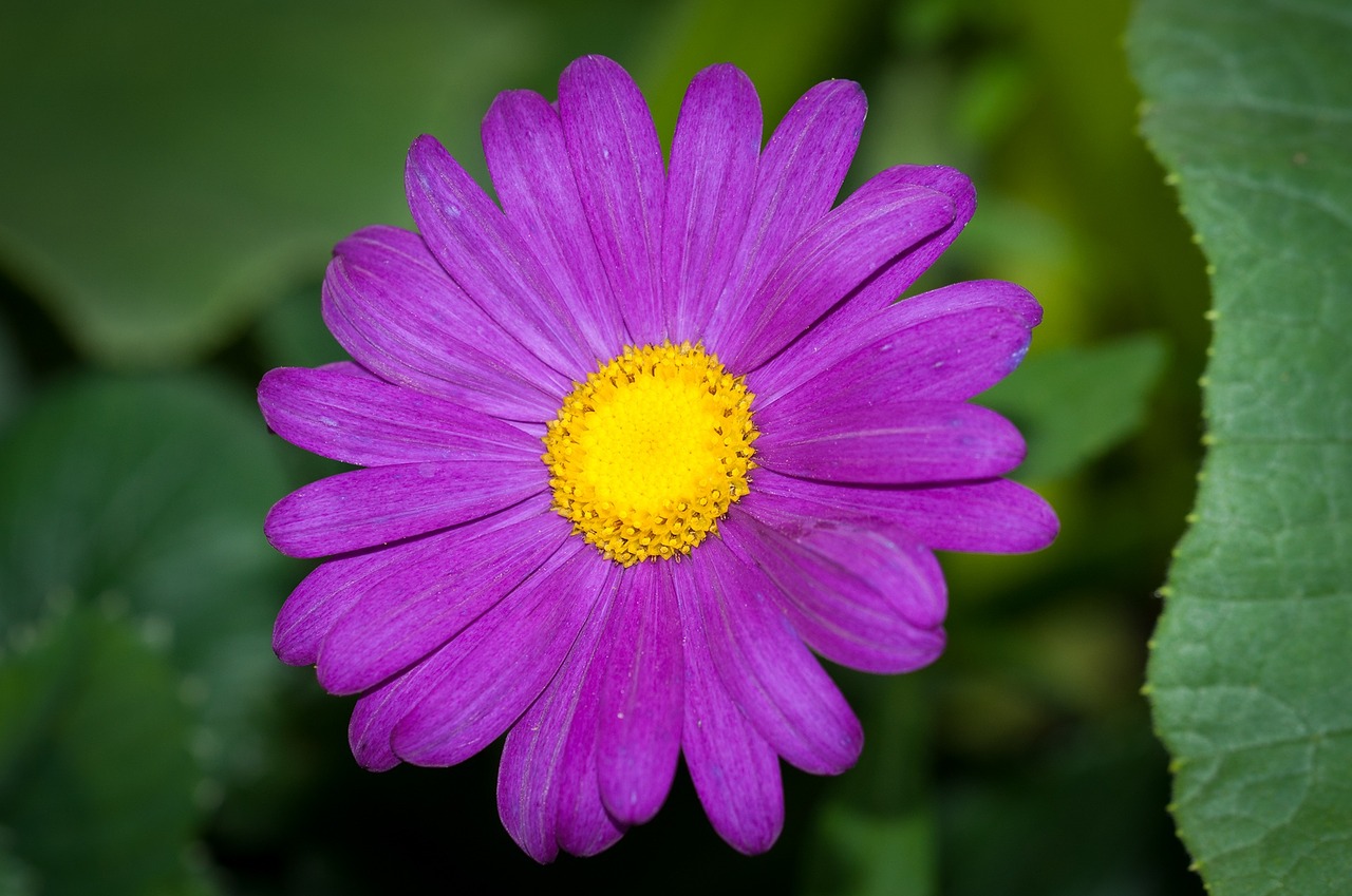 flower purple violet free photo