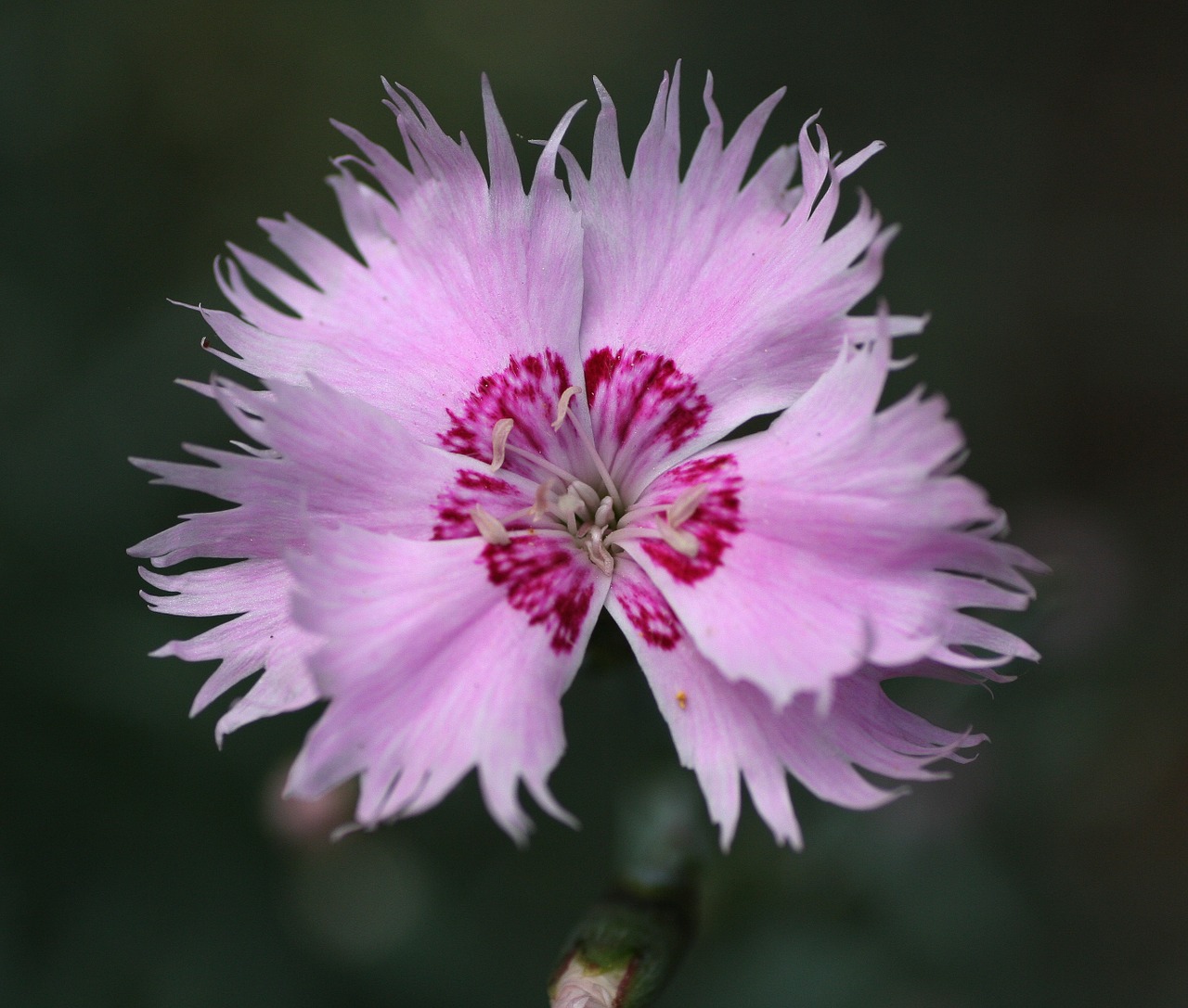 flower pink œillet free photo