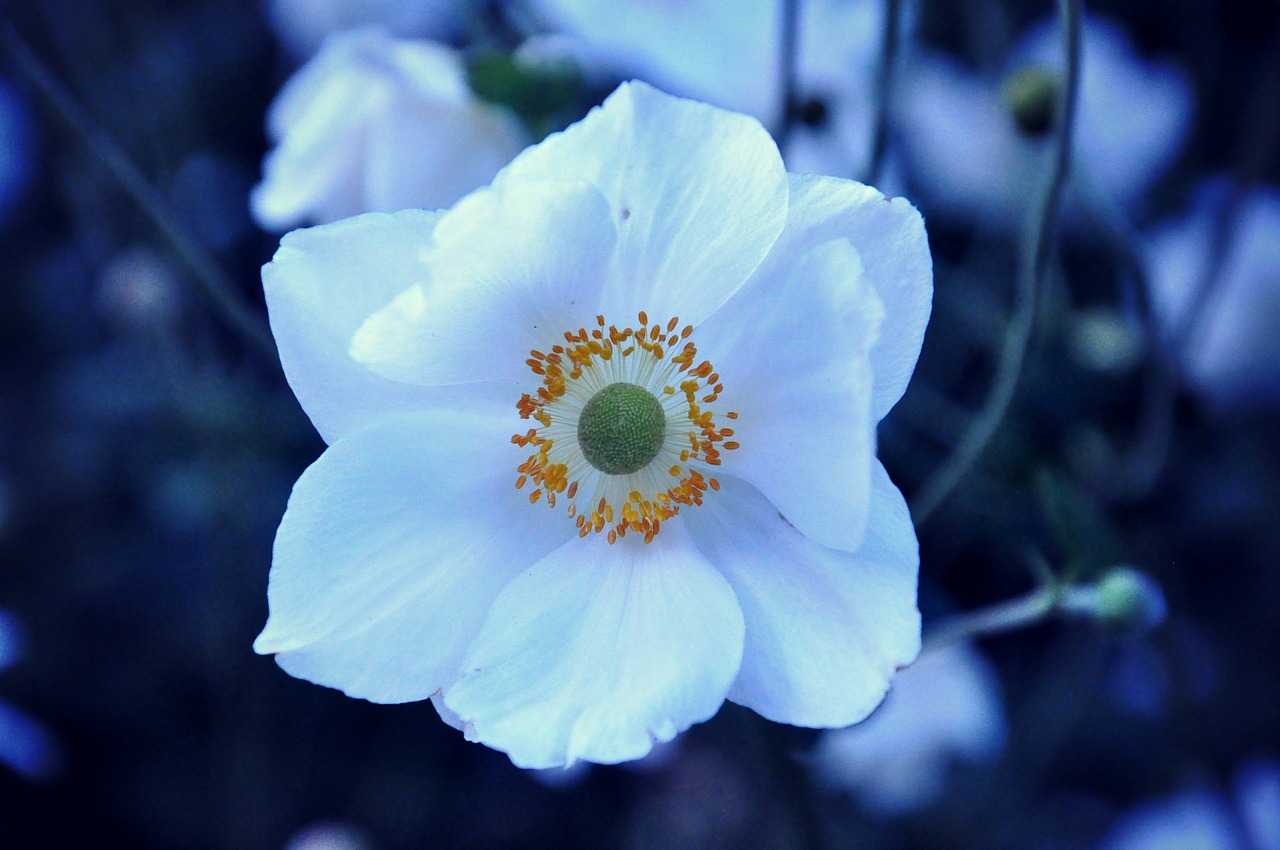 flower petal bloom free photo