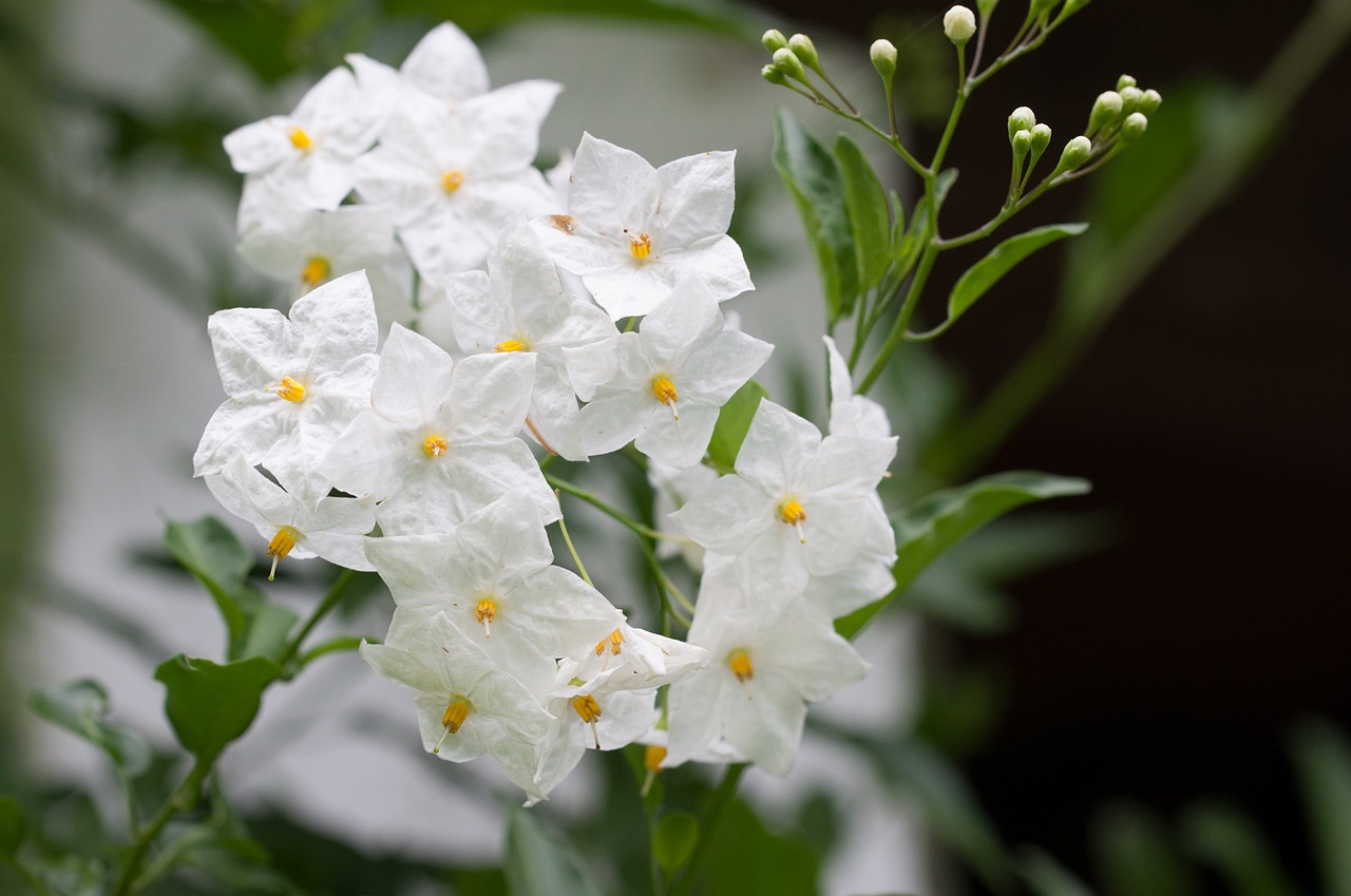 flower white white flower free photo