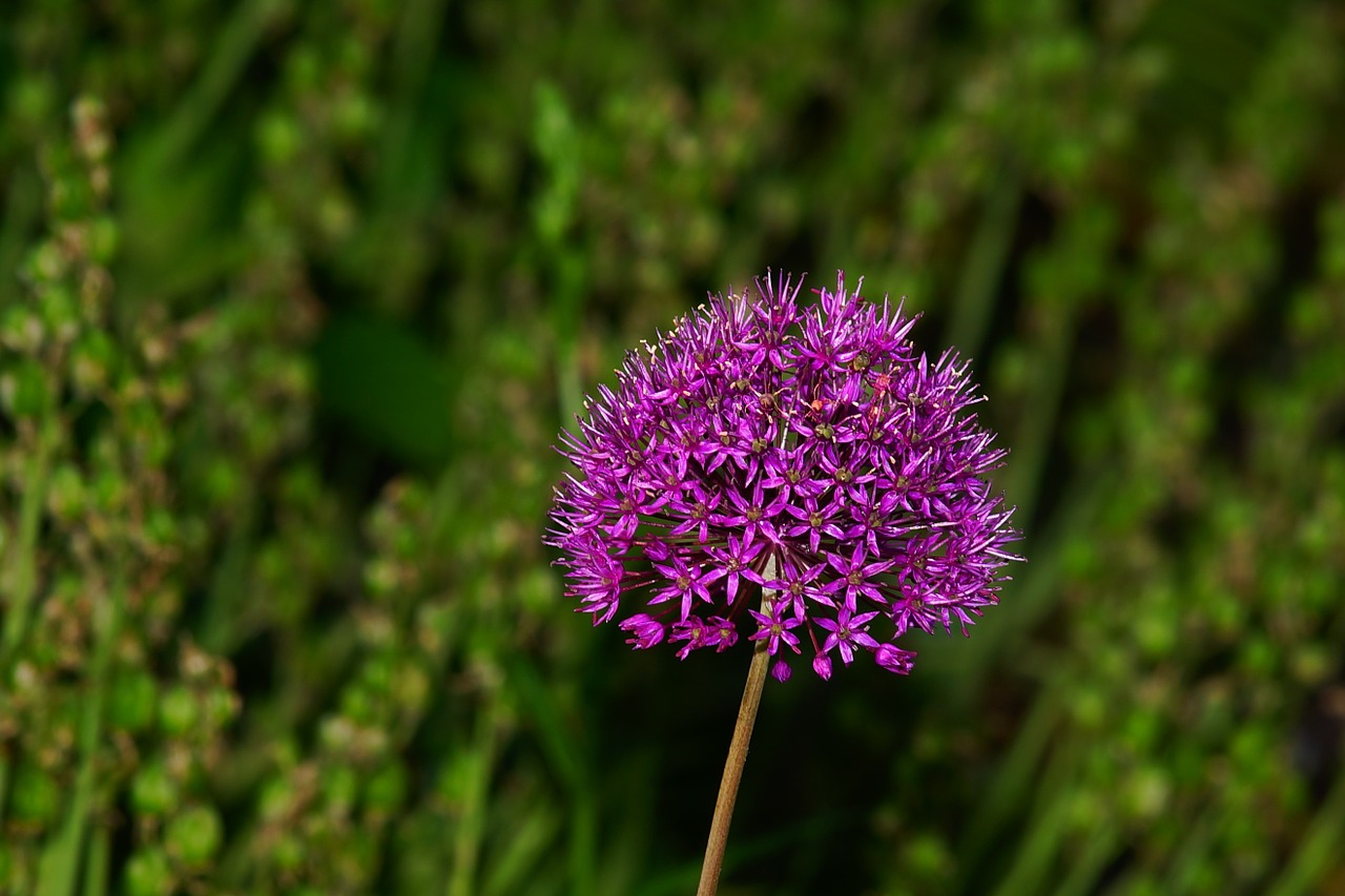 flower blossom bloom free photo