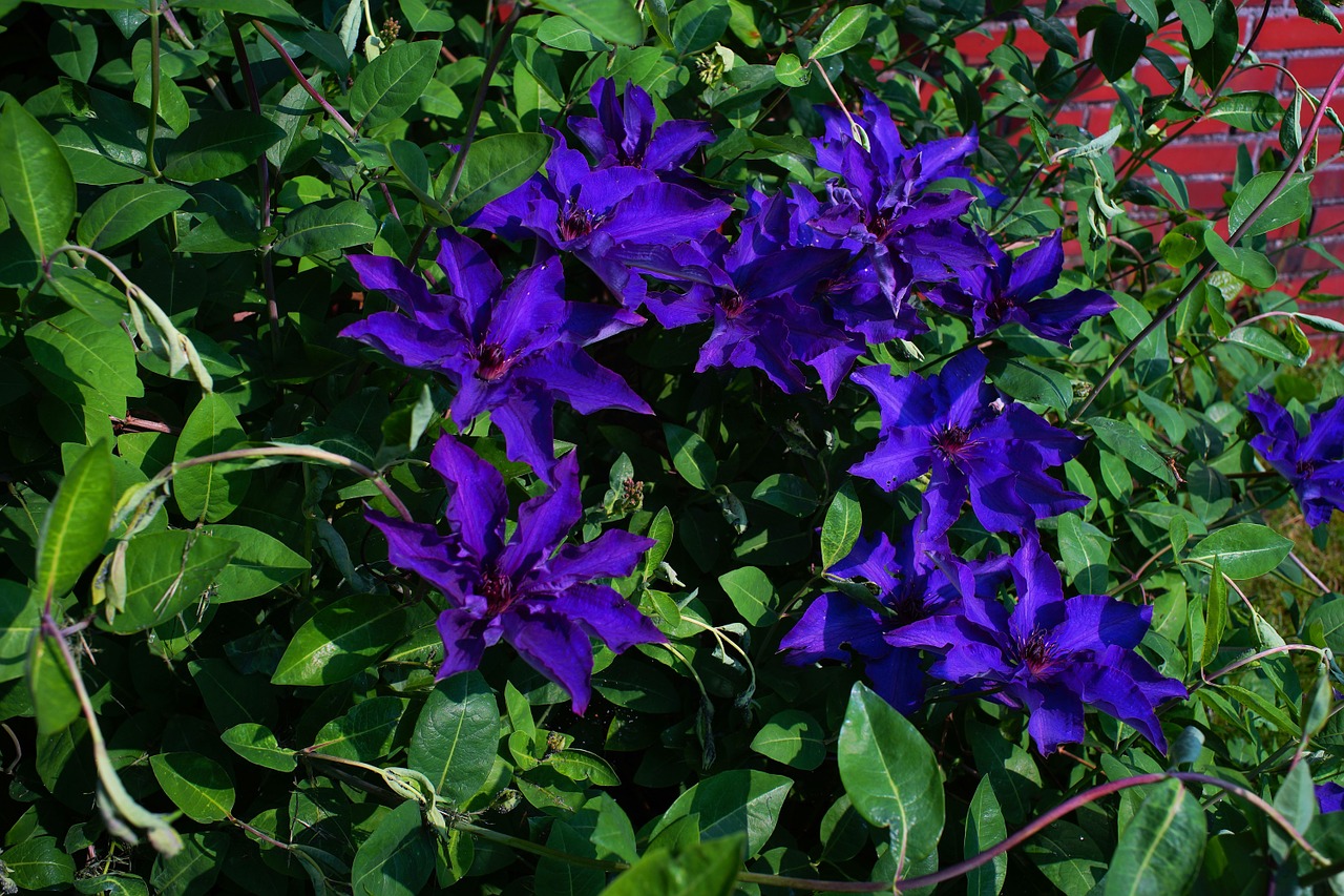 flower flowers blue free photo