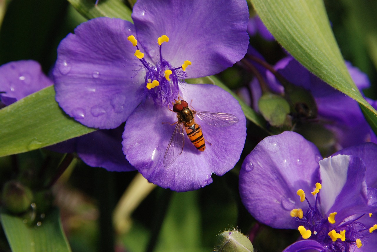 flower purple nature free photo