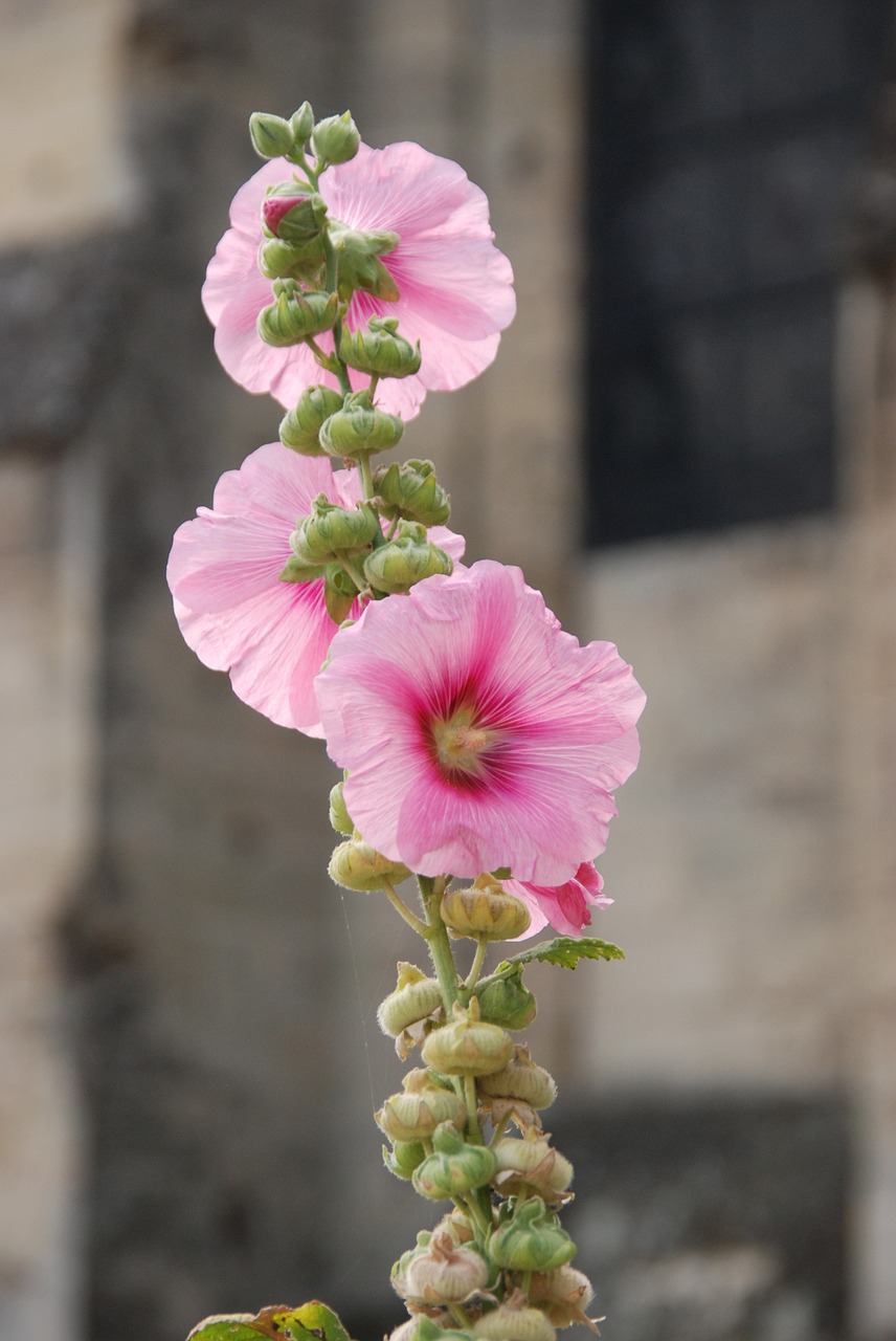 flower rose hollyhock free photo