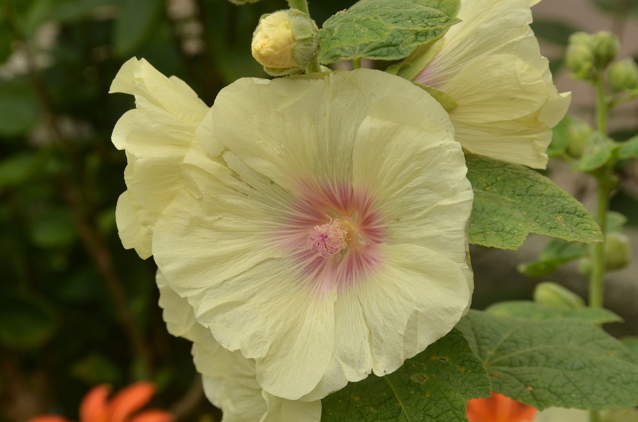 flower rose hollyhock free photo