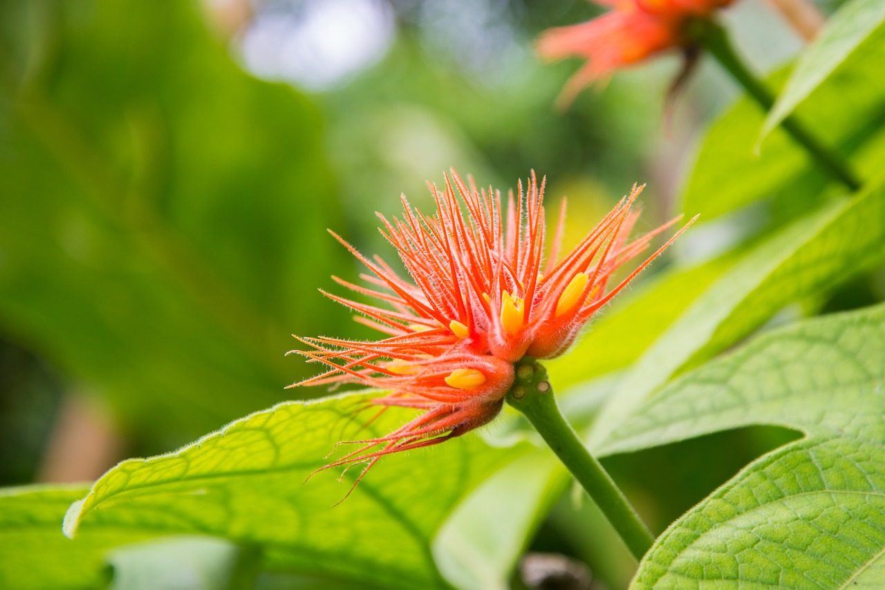 flower orange green free photo