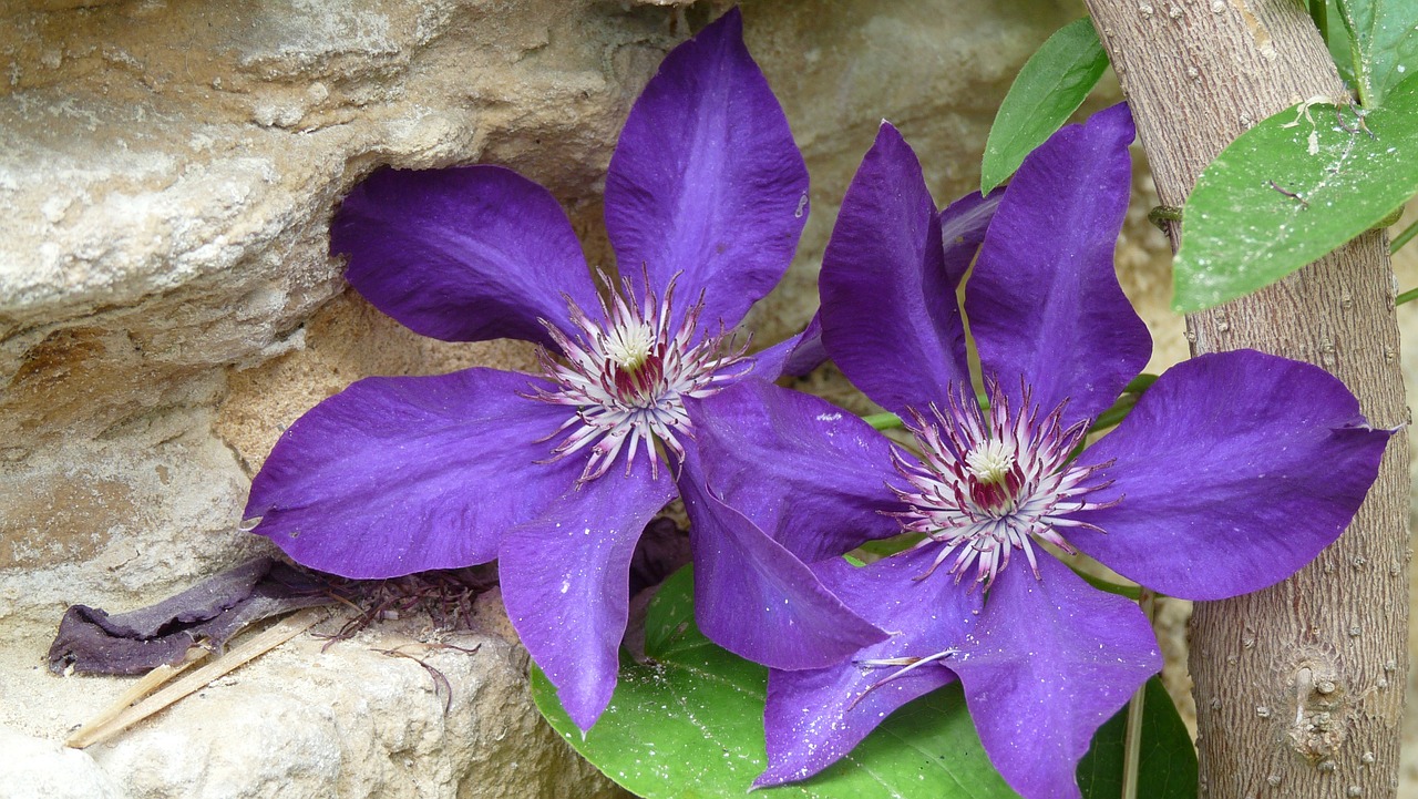 flower purple stone wall free photo