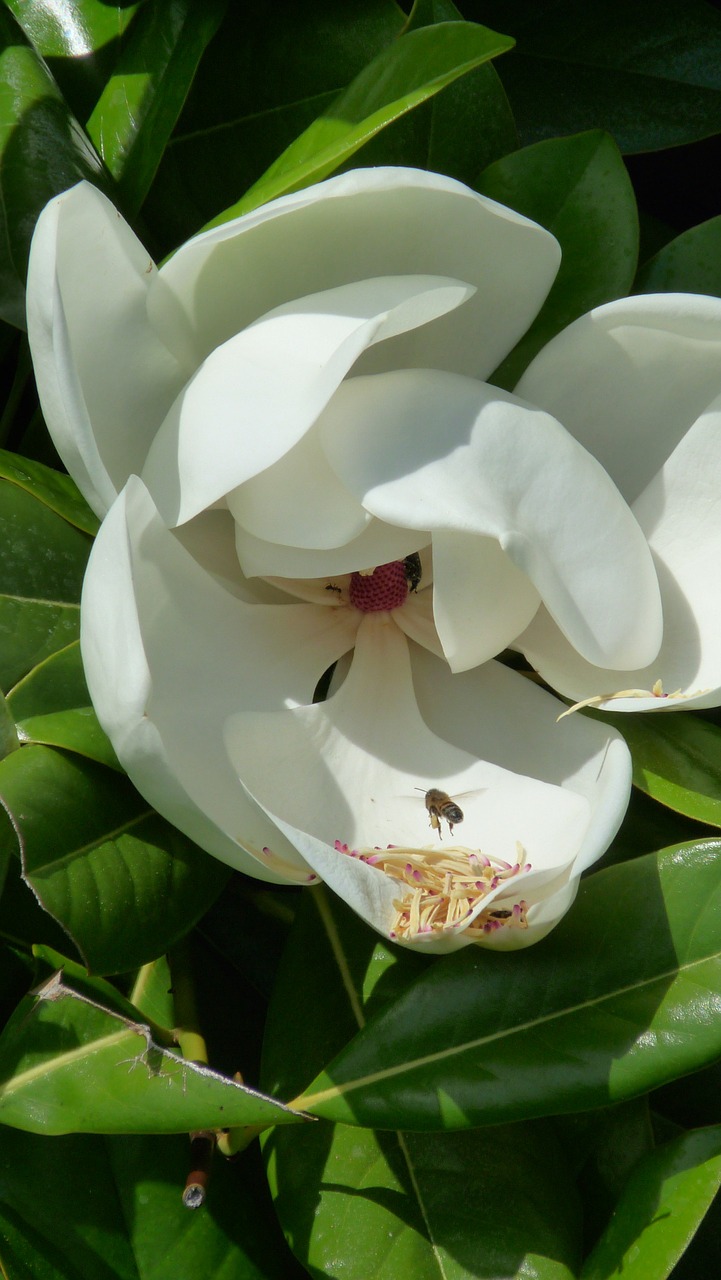 flower bees rhododendrons free photo