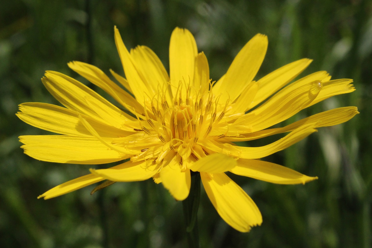 flower yellow yellow flower free photo